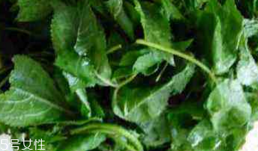 刺五加能治失眠嗎？刺五加能治療動(dòng)脈硬化嗎？