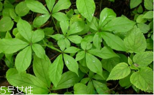 刺五加能治失眠嗎？刺五加能治療動(dòng)脈硬化嗎？