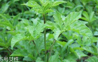 刺五加是不是五加皮？刺五加和五加皮的區(qū)別