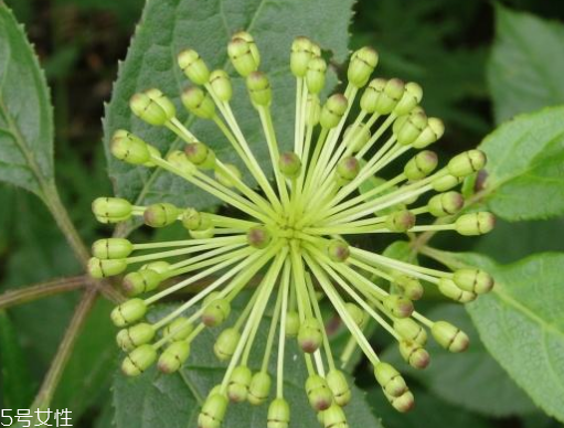 刺五加能生吃嗎？刺五加不能生吃