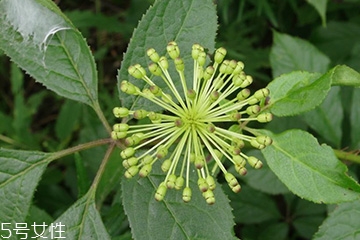 刺五加和枸杞泡水好嗎？刺五加能和枸杞泡水嗎？