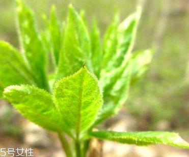 刺五加和枸杞泡水好嗎？刺五加能和枸杞泡水嗎？