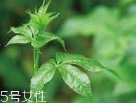 刺五加和枸杞泡水好嗎？刺五加能和枸杞泡水嗎？