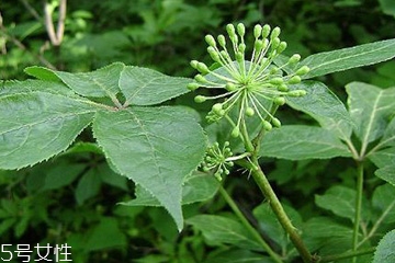 刺五加的最佳搭配 刺五加搭配什么最好？