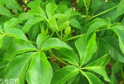 刺五加的最佳搭配 刺五加搭配什么最好？