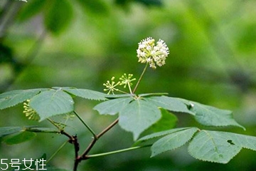 刺五加和谷維生素能一起吃嗎？