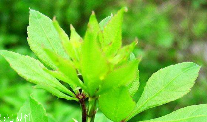 刺五加和谷維生素能一起吃嗎？