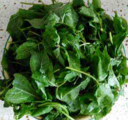 刺五加的好處 刺五加對人體有什么好處？