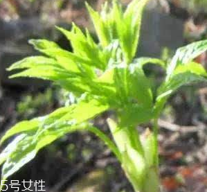 刺五加的好處 刺五加對人體有什么好處？