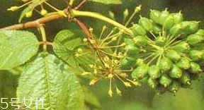 刺五加的選購技法 怎么挑選刺五加？