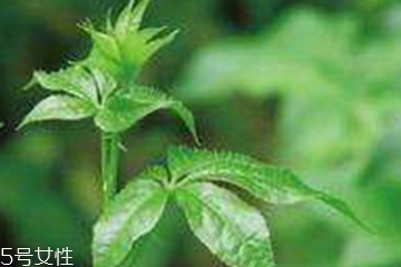 刺五加的食用禁忌 吃刺五加要注意什么？