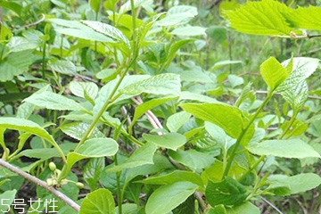 刺五加的食用禁忌 吃刺五加要注意什么？