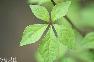 刺五加能泡酒嗎？刺五加怎么泡酒？