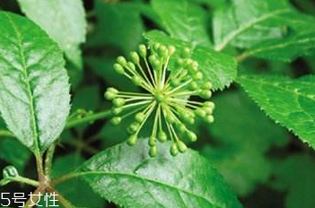 刺五加能泡酒嗎？刺五加怎么泡酒？