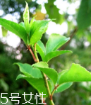 刺五加能泡酒嗎？刺五加怎么泡酒？