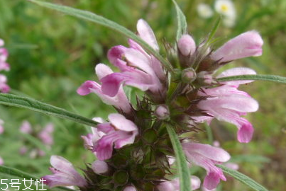 益母草是涼性還是熱性 益母草屬?zèng)鲂? alt=