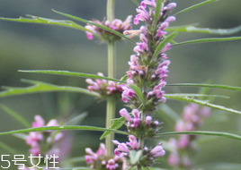 益母草是涼性還是熱性 益母草屬?zèng)鲂? alt=