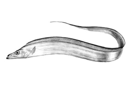 帶魚(yú)能養(yǎng)殖嗎 一般情況下不能 帶魚(yú)能養(yǎng)殖嗎 一般情況下不能