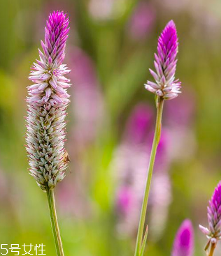益母草的食用方法 魚白益母草 益母草的食用方法 魚白益母草