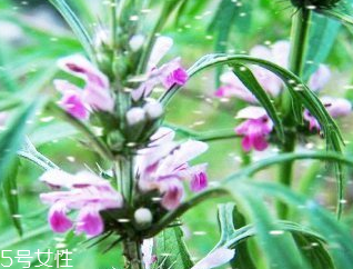 益母草的食用方法 魚白益母草 益母草的食用方法 魚白益母草