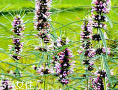 益母草的價(jià)格 益母草多少錢一斤2018 益母草的價(jià)格 益母草多少錢一斤2018