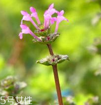 益母草的選購技法 三大挑選方法 益母草的選購技法 三大挑選方法