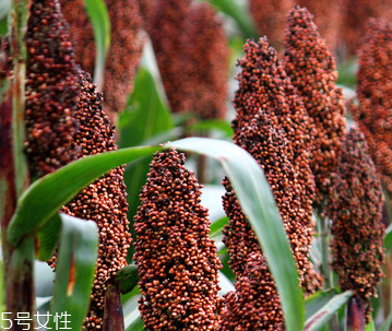 雞血藤是熱性還是涼性 雞血藤味苦性熱 雞血藤是熱性還是涼性 雞血藤味苦性熱
