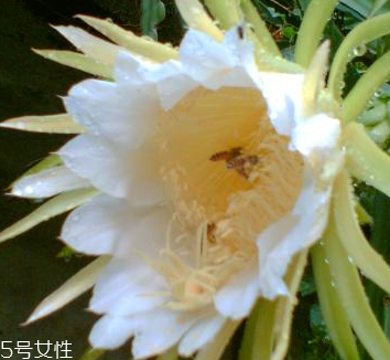 霸王花是什么 仙人掌科量天尺屬植物 霸王花是什么 仙人掌科量天尺屬植物