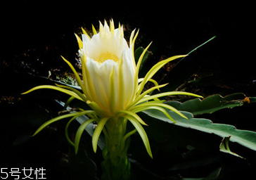 霸王花是什么 仙人掌科量天尺屬植物 霸王花是什么 仙人掌科量天尺屬植物