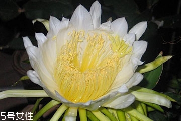 霸王花能吃嗎 霸王花不僅能吃還很好吃 霸王花能吃嗎 霸王花不僅能吃還很好吃