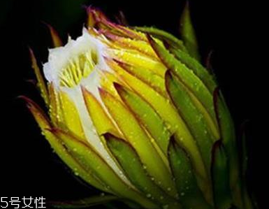 霸王花能吃嗎 霸王花不僅能吃還很好吃 霸王花能吃嗎 霸王花不僅能吃還很好吃