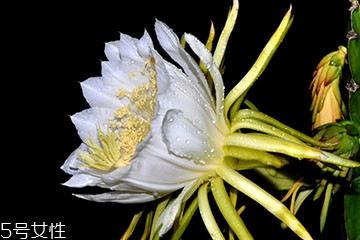 霸王花的用途 霸王花怎么用 霸王花的用途 霸王花怎么用