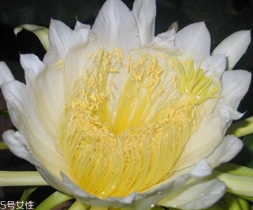 霸王花的用途 霸王花怎么用 霸王花的用途 霸王花怎么用