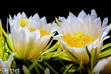 霸王花是火龍果的花嗎 霸王花不是火龍果的花 霸王花是火龍果的花嗎 霸王花不是火龍果的花