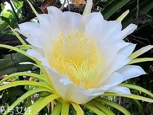 霸王花是火龍果的花嗎 霸王花不是火龍果的花 霸王花是火龍果的花嗎 霸王花不是火龍果的花