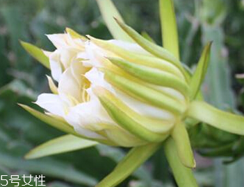 霸王花是火龍果的花嗎 霸王花不是火龍果的花 霸王花是火龍果的花嗎 霸王花不是火龍果的花