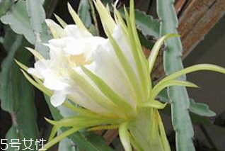 霸王花怎么做更才更好吃 霸王花怎么做更才更好吃