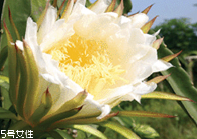 霸王花怎么做更才更好吃 霸王花怎么做更才更好吃