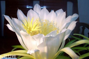 霸王花的功效和作用 清熱止痛 霸王花的功效和作用 清熱止痛