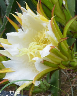 霸王花的功效和作用 清熱止痛 霸王花的功效和作用 清熱止痛