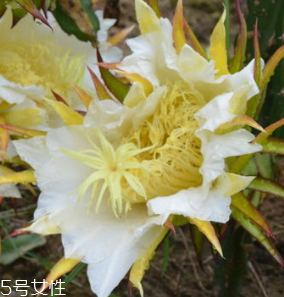 霸王花的功效和作用 清熱止痛 霸王花的功效和作用 清熱止痛