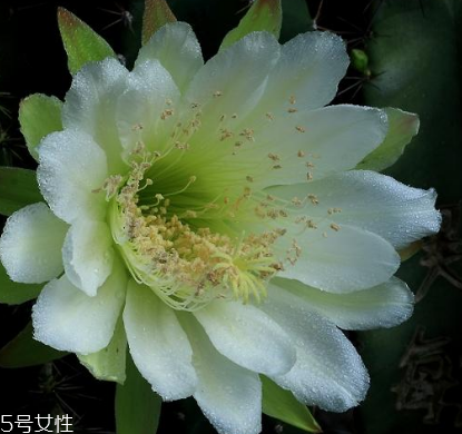 霸王花能和香菇煲湯嗎 一起煲湯味道更好 霸王花能和香菇煲湯嗎 一起煲湯味道更好