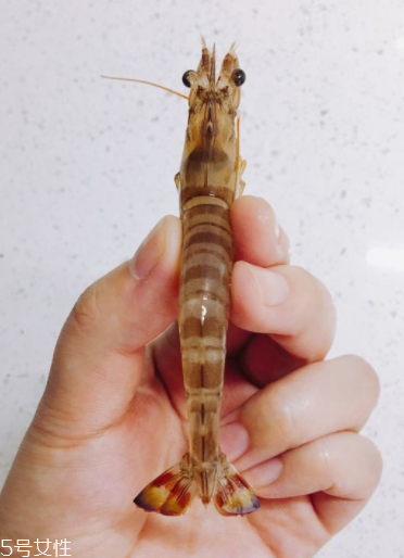 基圍蝦多少錢一斤2018 基圍蝦多少錢一斤2018