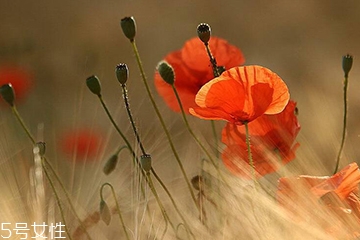 罌粟的化學(xué)成分有很多種 罌粟的化學(xué)成分有很多種