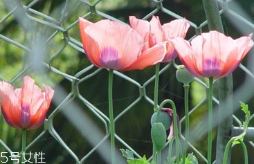 罌粟的化學(xué)成分有很多種 罌粟的化學(xué)成分有很多種