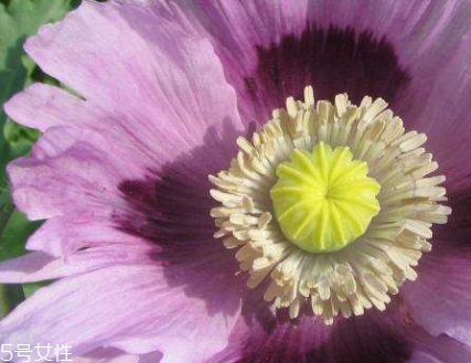 罌粟的化學(xué)成分有很多種 罌粟的化學(xué)成分有很多種