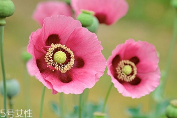 罌粟的危害 慢性毒藥 罌粟的危害 慢性毒藥