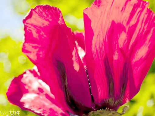 罌粟的危害 慢性毒藥 罌粟的危害 慢性毒藥