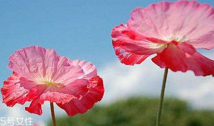 罌粟的危害 慢性毒藥 罌粟的危害 慢性毒藥