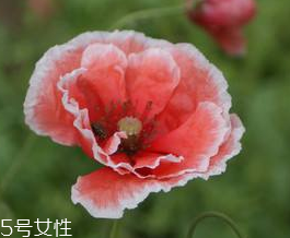 罌粟的功效是可治久咳 罌粟的功效是可治久咳